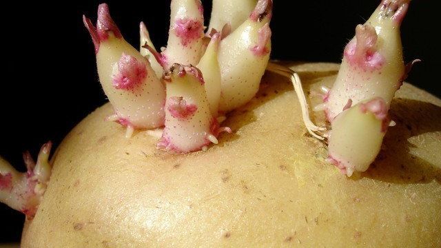 Размножение картофеля — вегетативное, семенное или черенкованием
