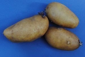 Картофель грушевидной формы сорта