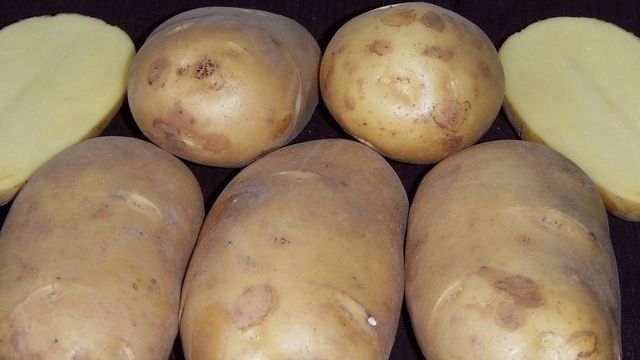 Сорт картофеля «Чароит»
