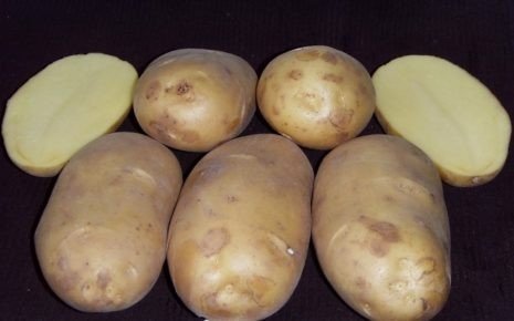 Сорт картофеля аустин
