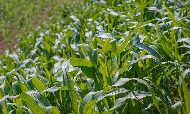 Кукуруза кустарник или трава