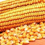 Что такое кукуруза