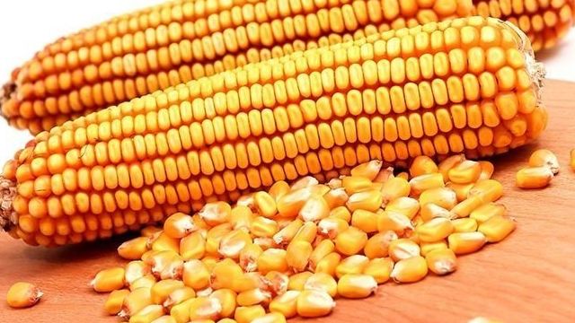 Что такое кукуруза