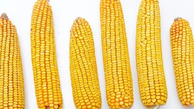 Сколько варить кукурузу и как правильно молодую по времени в початках