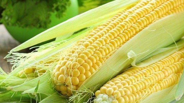 Как сажать кукурузу, с фото