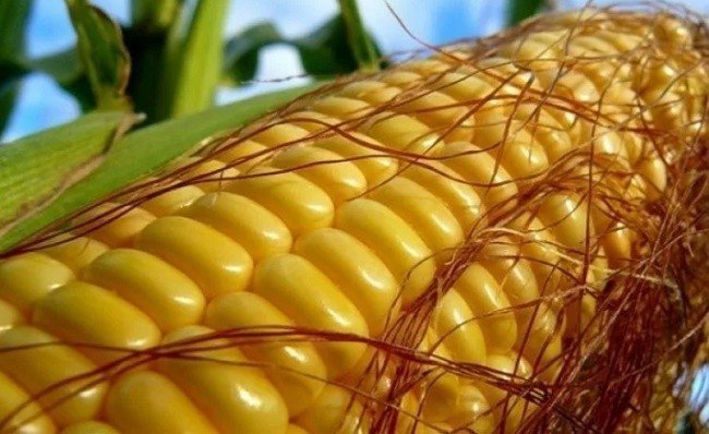 Кукуруза на поле