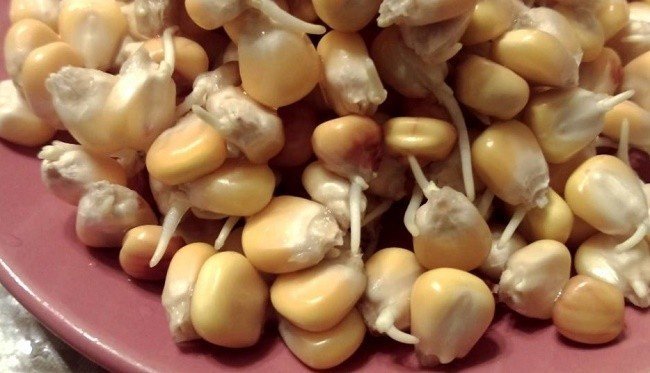 Пророщенное зерно кукурузы