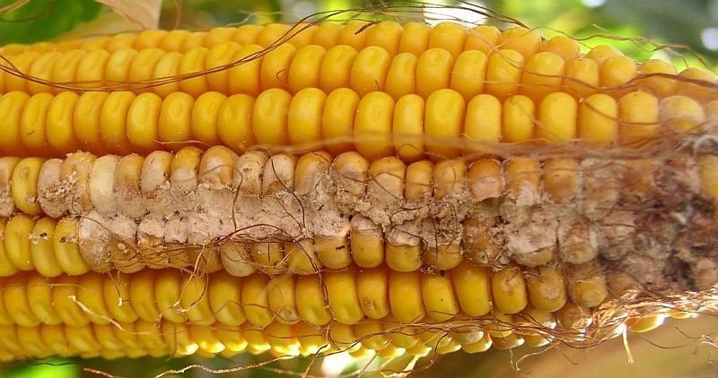 Плесневение початков кукурузы