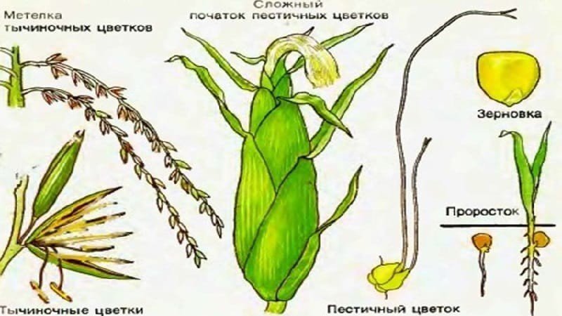 Кукуруза ветроопыляемое растение