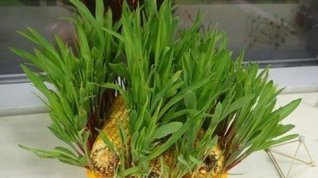 Проращивание кукурузы в домашних условиях