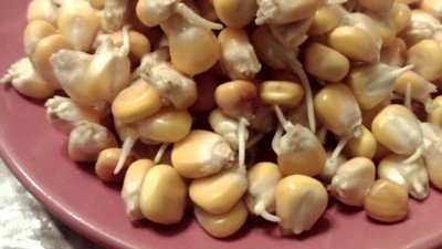 Пророщенное зерно кукурузы