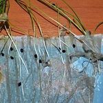 Лук чернушка: когда сажать семена, посадка и уход в открытом грунте