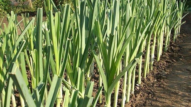 Посадка лука весной: когда и как правильно сажать в открытом грунте