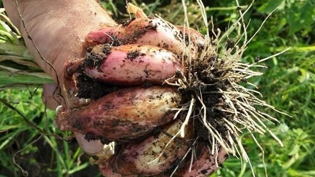 Все о выращивании лука Шалот: посев и уход за растением, условия для роста