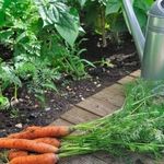 Что можно посадить после моркови