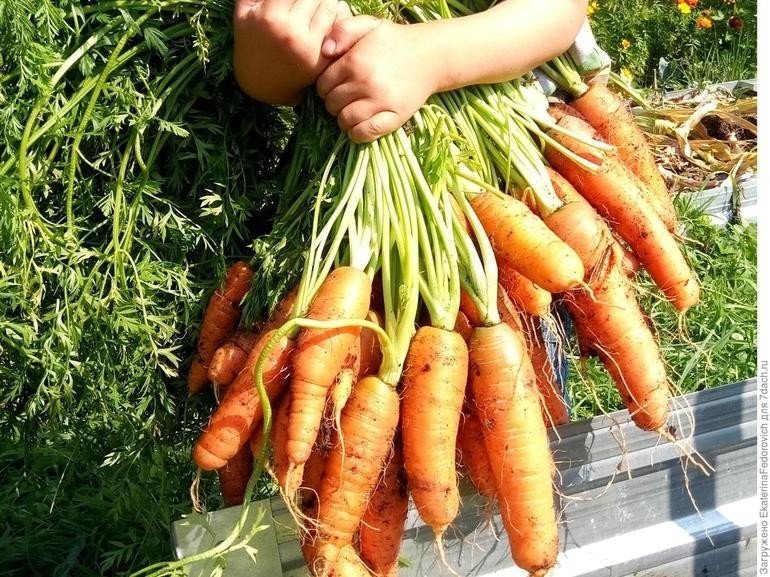 Хороший урожай моркови