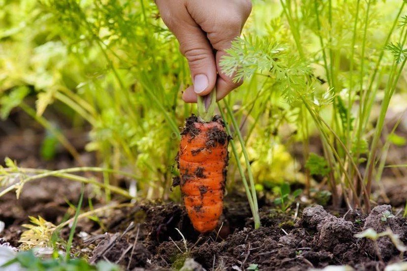 Морковь в огороде
