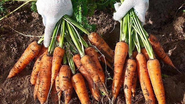 Характеристики сорта моркови «Королева осени»