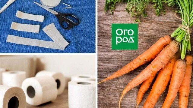 Как посеять морковь на туалетной бумаге