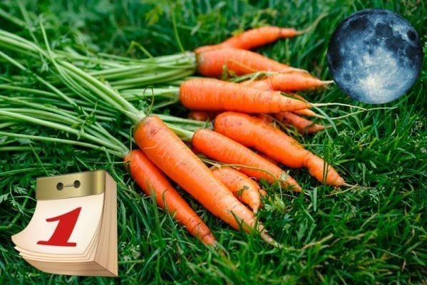 Подкормка моркови