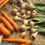Когда сажать лук и морковь