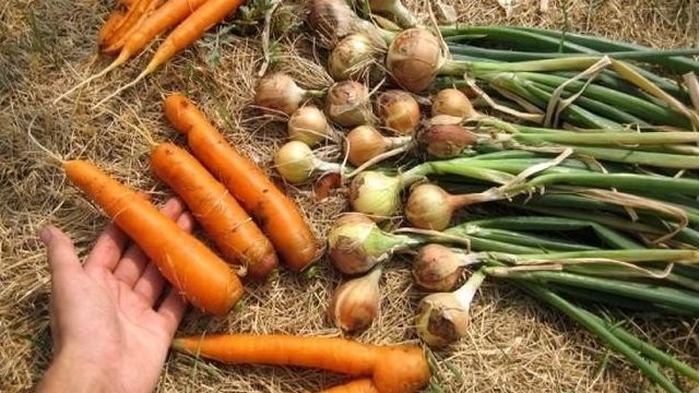 Как сажать лук и морковь, схема посадки на одной грядке, время, советы