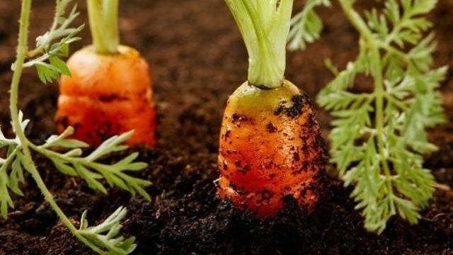 Морковь Император: описание, фото, отзывы