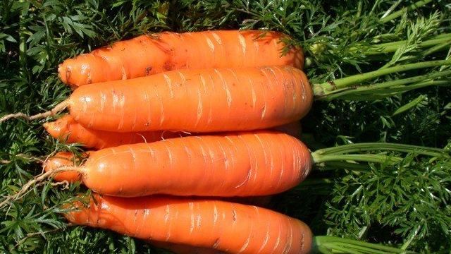 Морковь нантская — 4: описание сорта, характеристики и сроки созревания