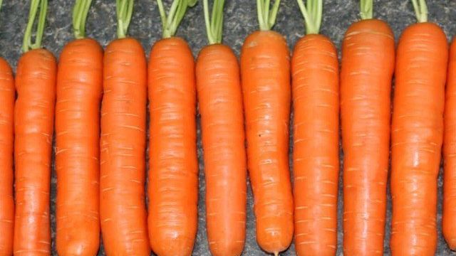 Морковь посадка и уход в открытом грунте: особенности, подготовка грунта, посев, грамотное орошение