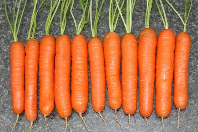 Скороспелый сорт моркови