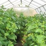 Как вырастить хороший урожай огурцов в теплице из поликарбоната