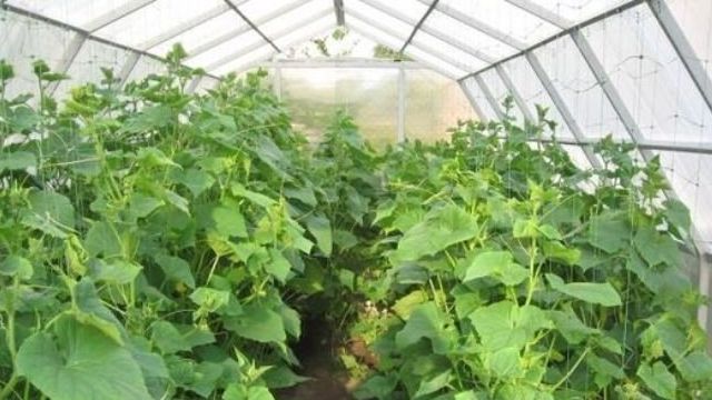 Как вырастить хороший урожай огурцов в теплице из поликарбоната