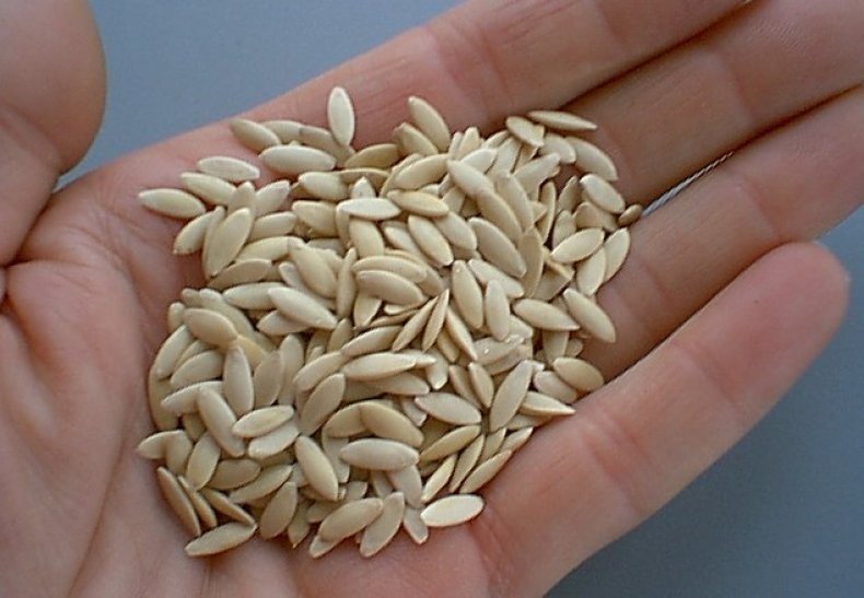 Семена огурцов для открытого грунта