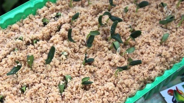 Японский способ выращивания огурцов в опилках