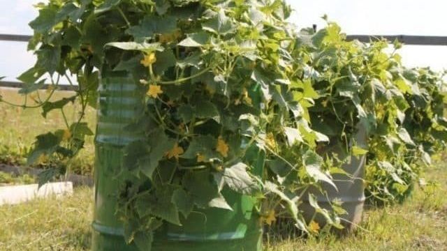 Огурцы в бочке: выращивание пошагово, фото, лучшие сорта для посадки в бочки, какая тара подойдет