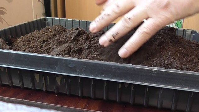 Как вырастить рассаду перца