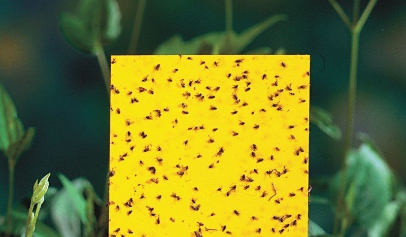 Ловушка клеевая желтая для белокрылки