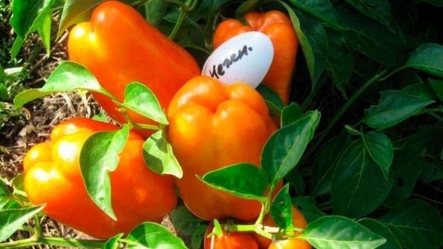Перец Нежность — характеристика и описание сорта, фото, урожайность, отзывы овощеводов