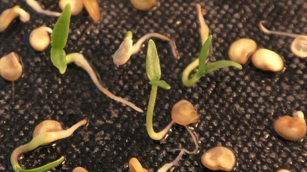 Прорастание семян тыквы
