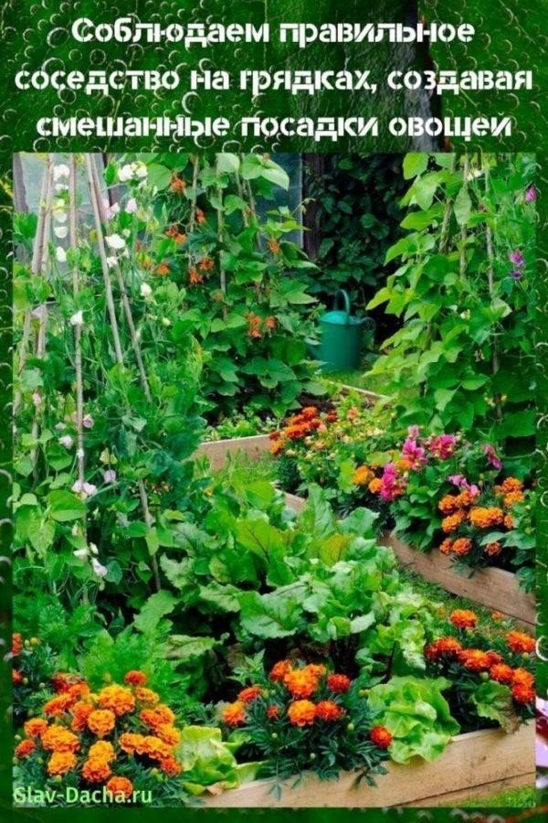 Совместные посадки овощей
