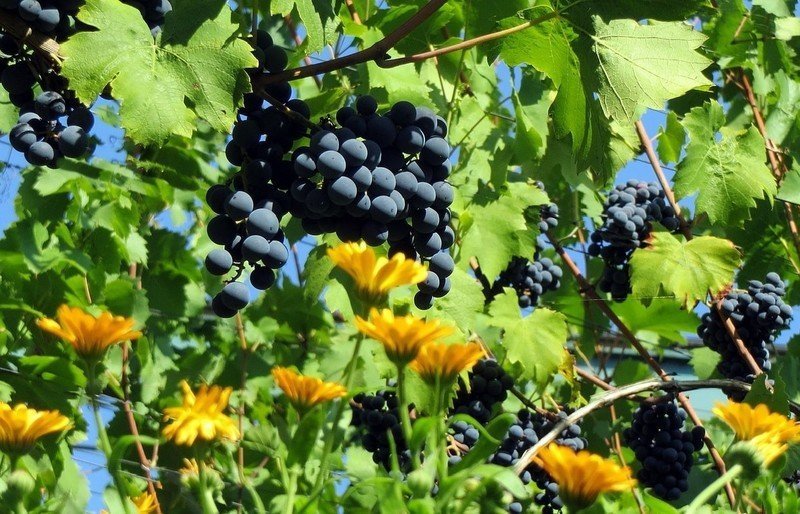 Виноград виноград урум