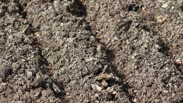 Как сажать свеклу рассадой в открытый грунт: технология посадки