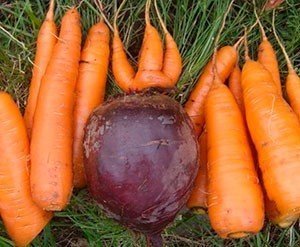 Морковь сорт нантская