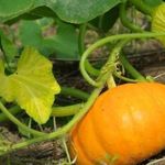 Когда собирать урожай тыквы: признаки и сроки созревания