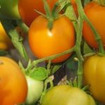 Аппетитный томат Мандаринка: подробное описание, детали выращивания, отзывы