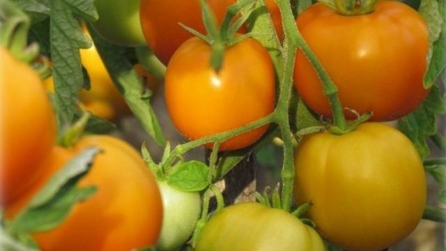 Аппетитный томат Мандаринка: подробное описание, детали выращивания, отзывы
