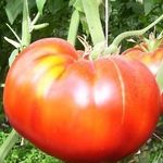 Бывший шахтер выращивает на даче 70 сортов томатов