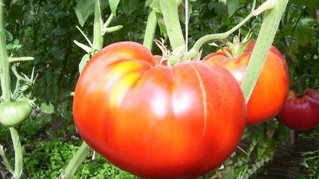 Бывший шахтер выращивает на даче 70 сортов томатов
