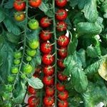 Довольно редкие, но на удивление очень вкусные и плодовитые томаты — Рапунцель
