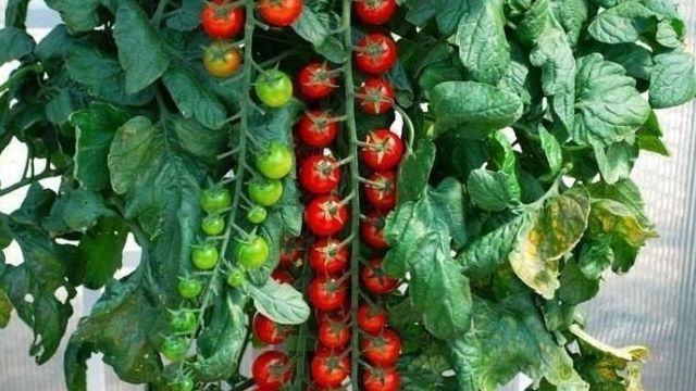 Томат Рапунцель: характеристика и описание сорта, отзывы об урожайности помидоров, фото семян